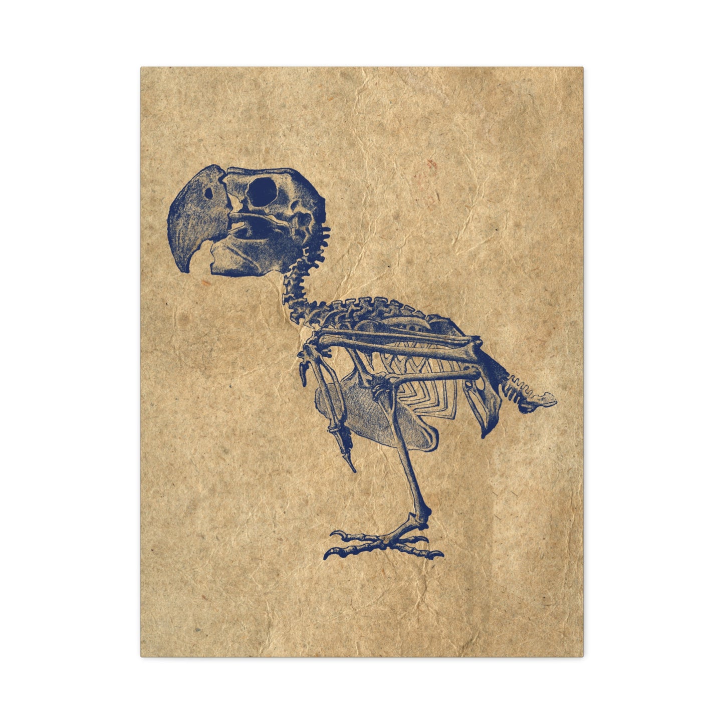 Parrot Skeleton Illustration Matte Canvas