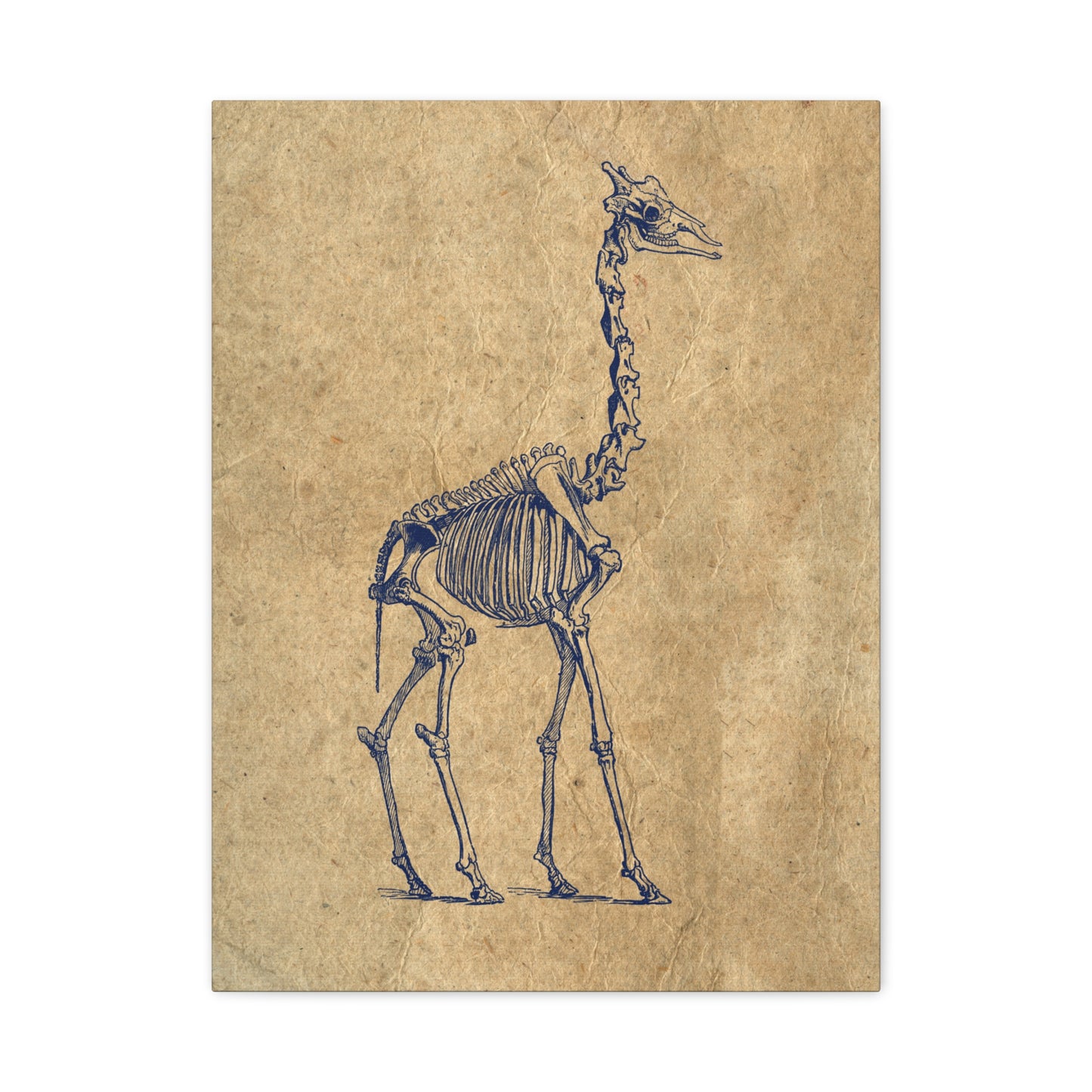 Giraffe Skeleton Illustration Matte Canvas