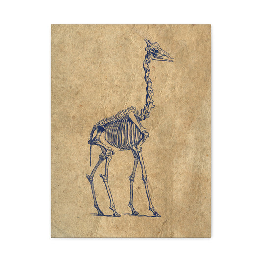Giraffe Skeleton Illustration Matte Canvas