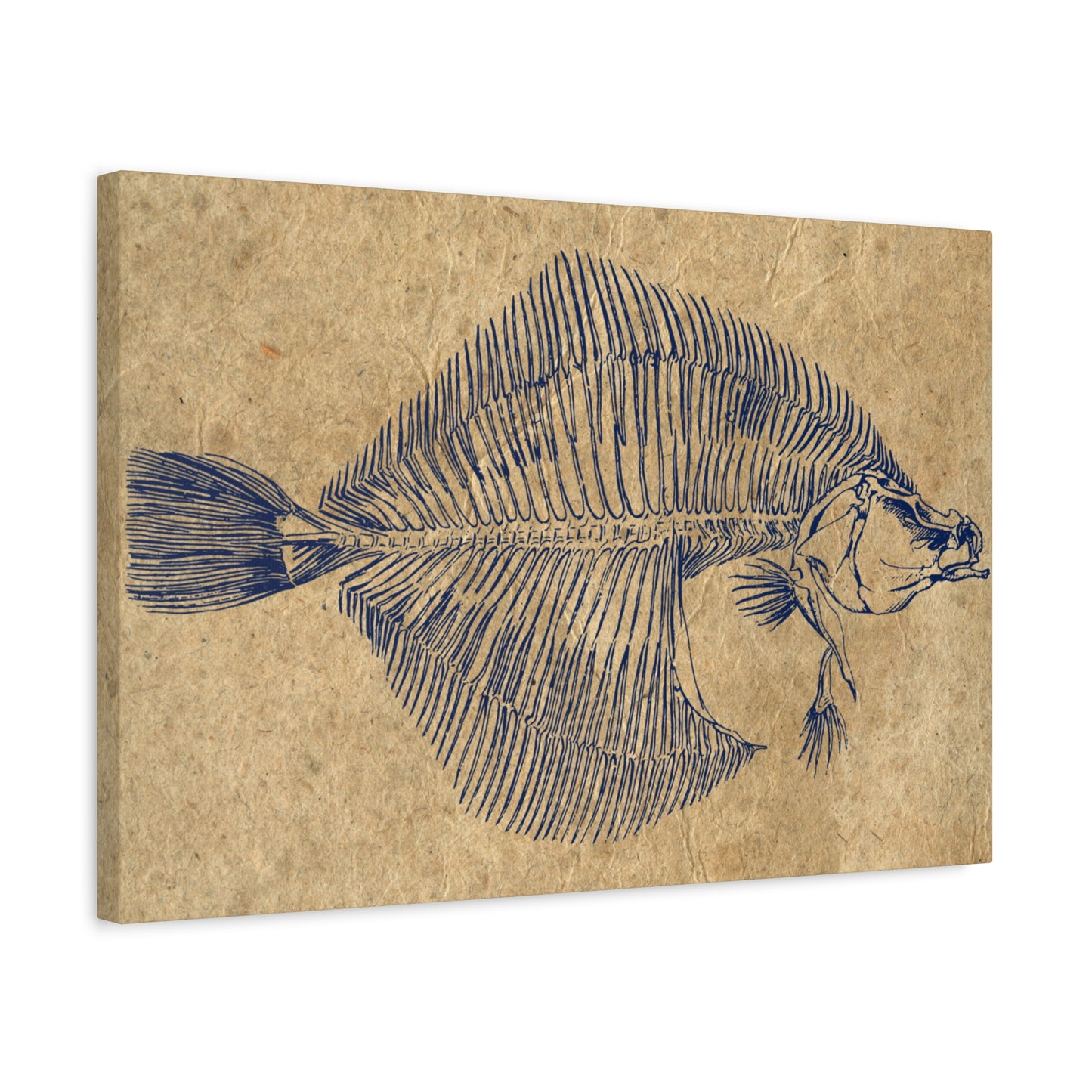 Vintage Fish Skeleton Illustration Matte Canvas