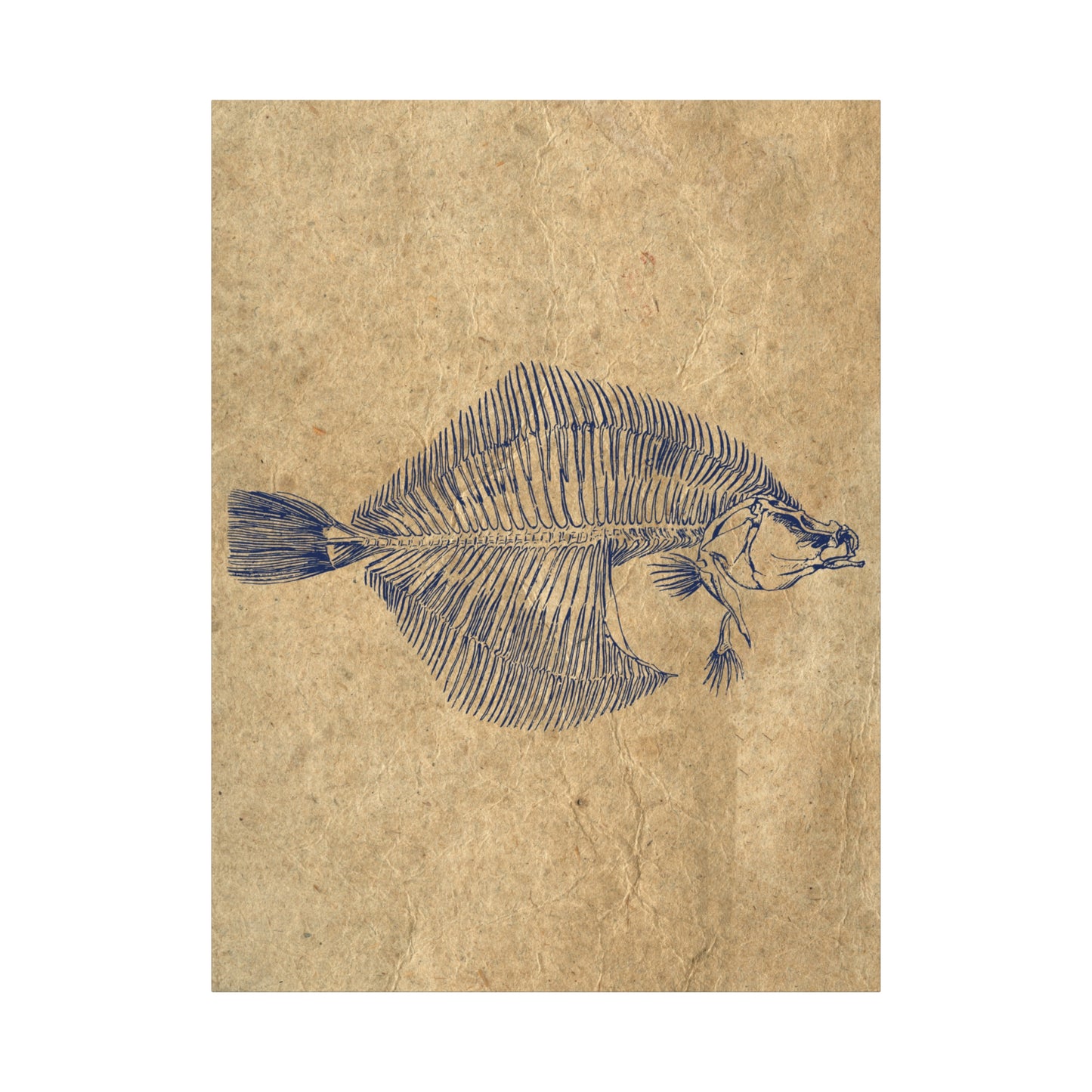 Vintage Fish Skeleton Illustration Matte Canvas