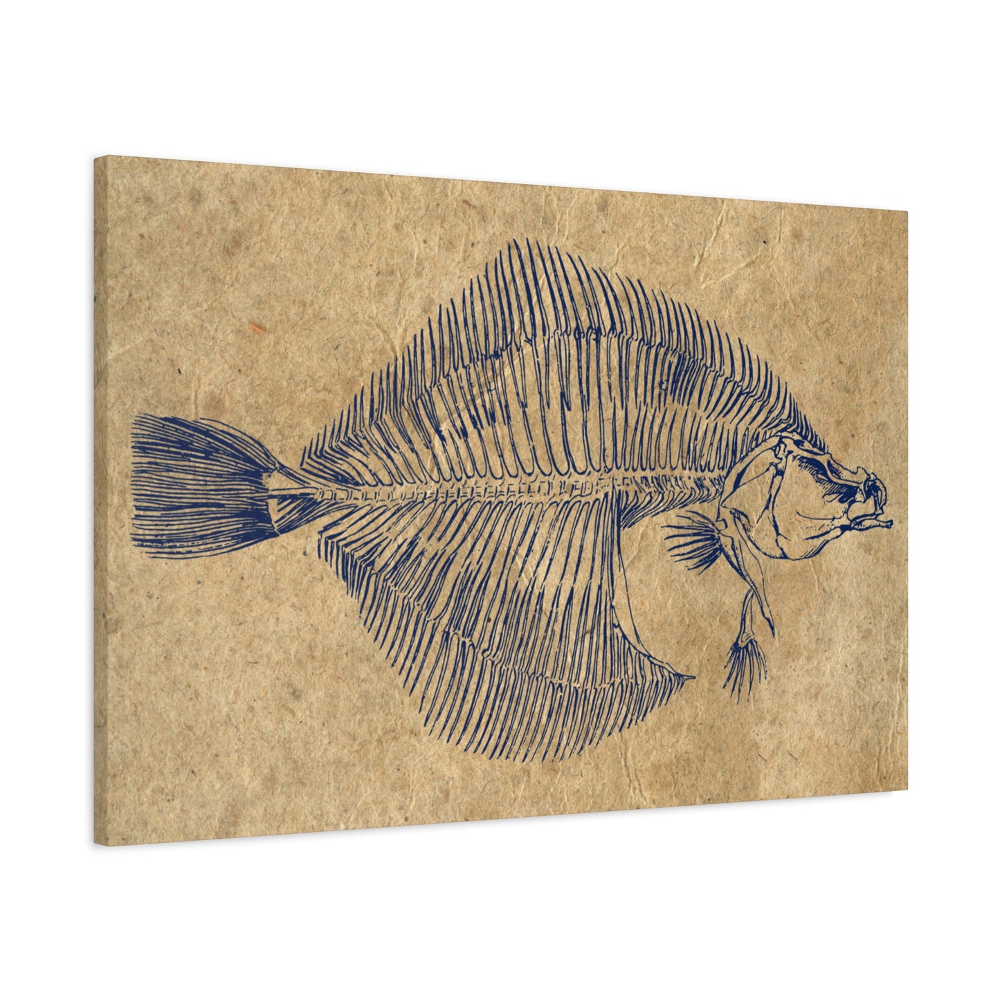 Vintage Fish Skeleton Illustration Matte Canvas