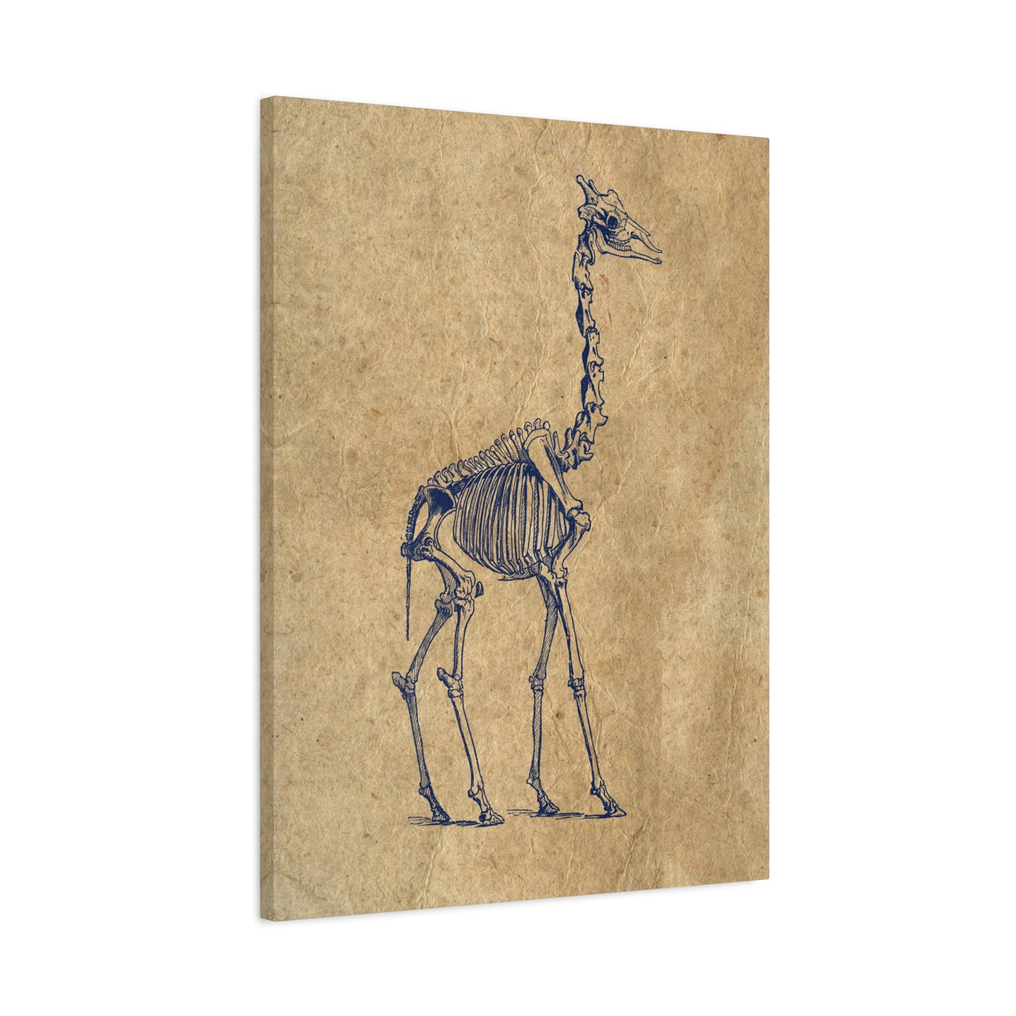 Giraffe Skeleton Illustration Matte Canvas