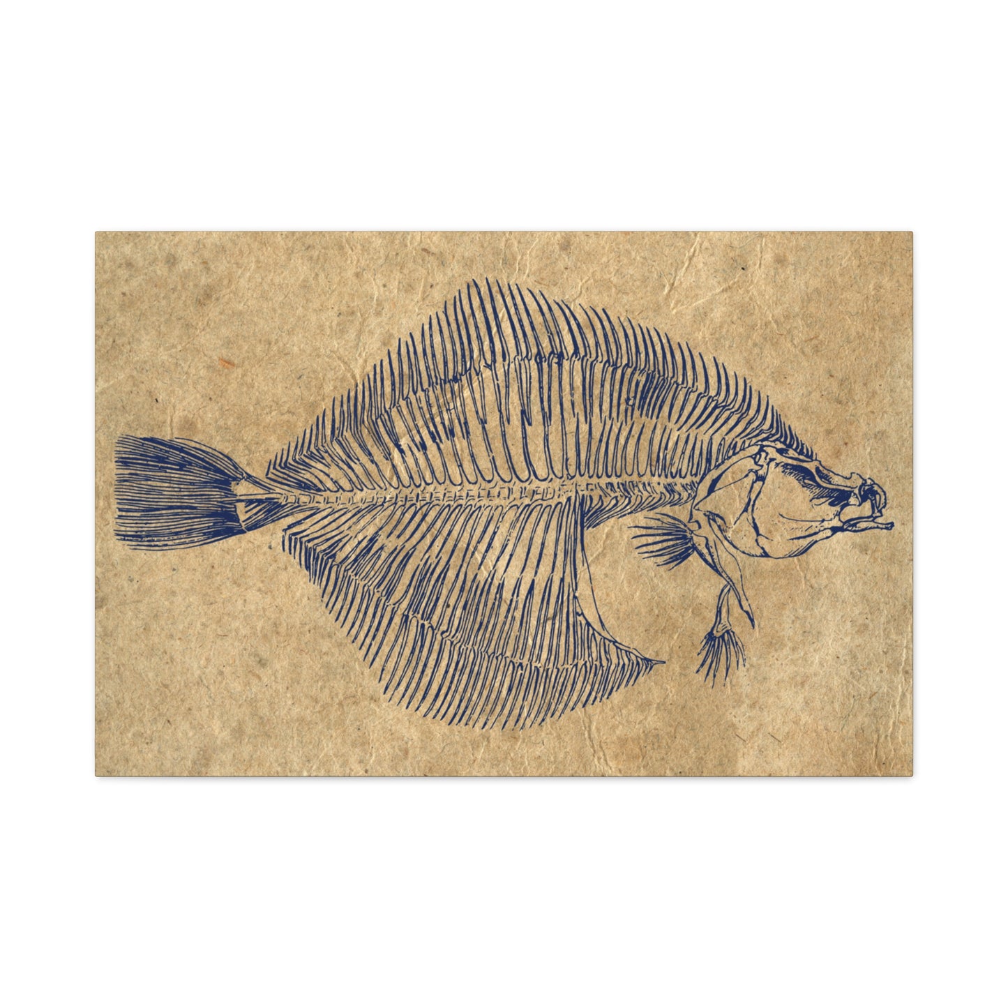 Vintage Fish Skeleton Illustration Matte Canvas