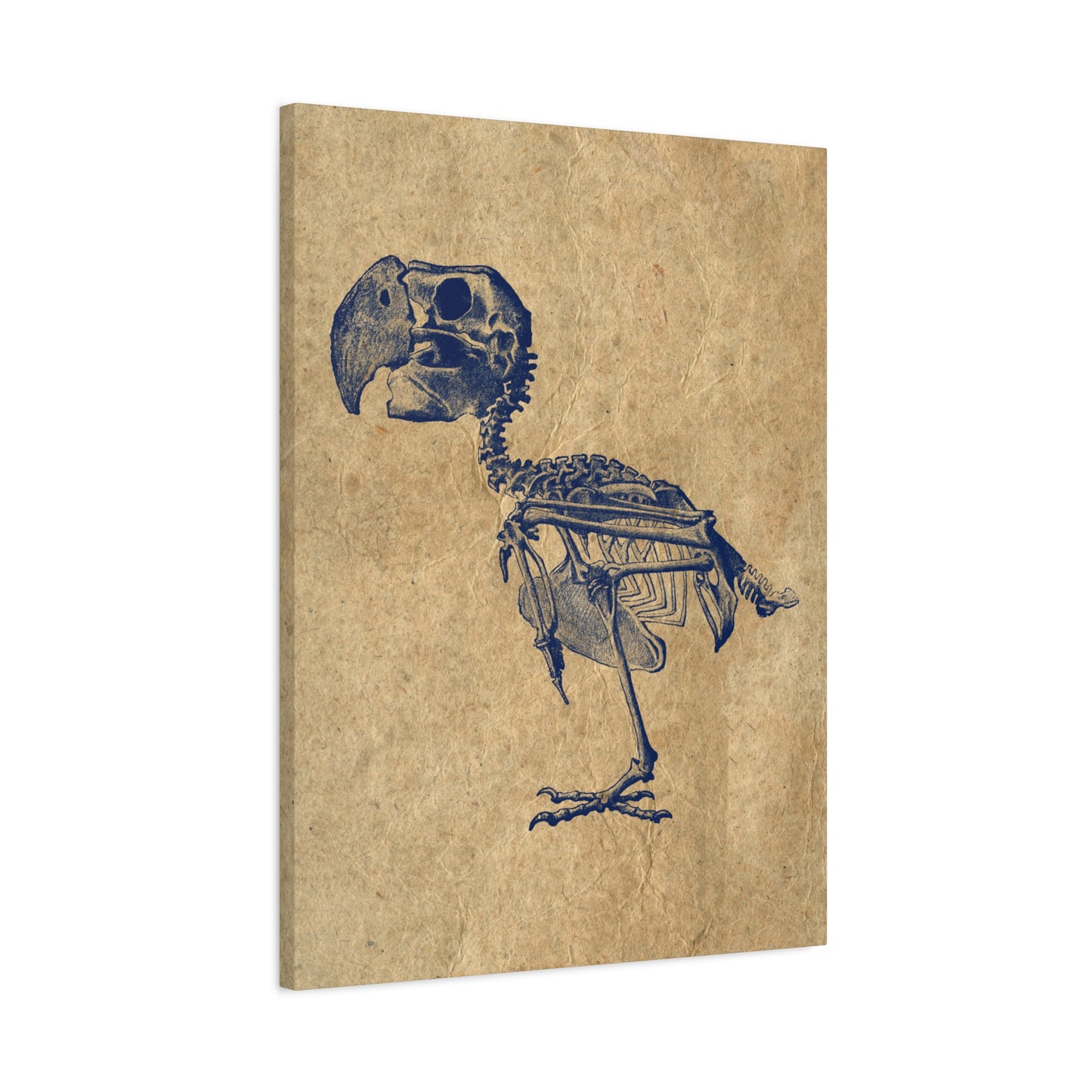 Parrot Skeleton Illustration Matte Canvas