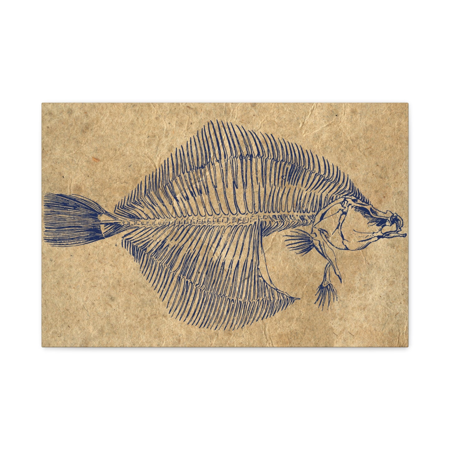 Vintage Fish Skeleton Illustration Matte Canvas