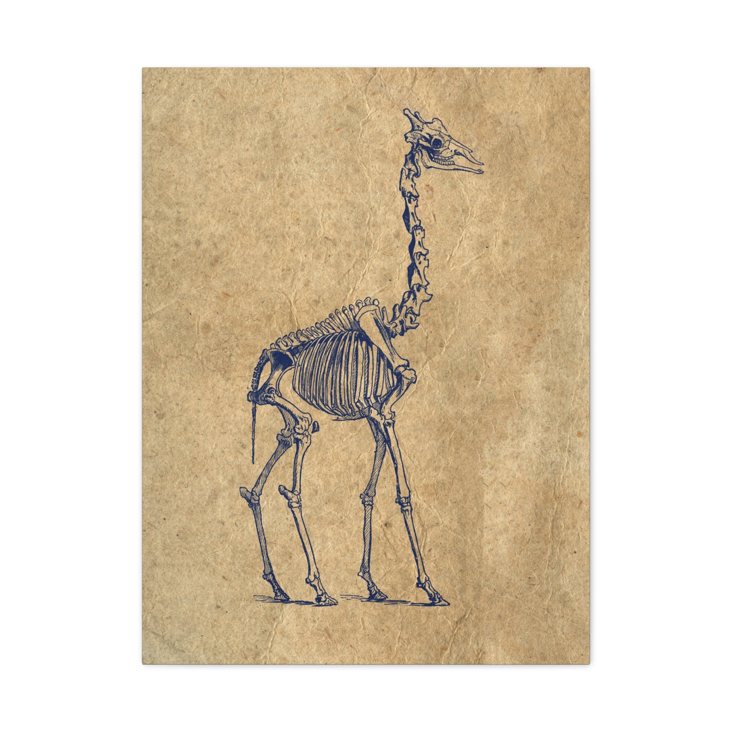 Giraffe Skeleton Illustration Matte Canvas